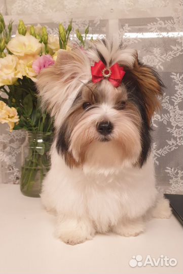 Бивер терьер