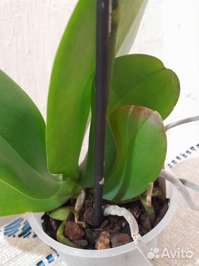 Орхидея фаленопсис Карин Алоха