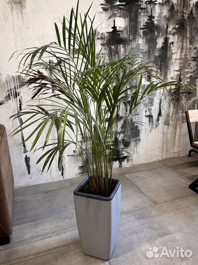 Пальма арека