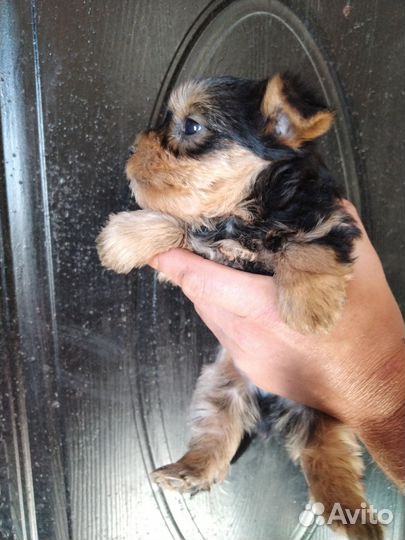 Йоркширский терьер