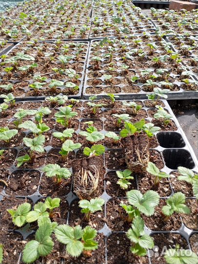 Рассада клубники