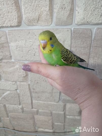 Птенцы волнистый попугай