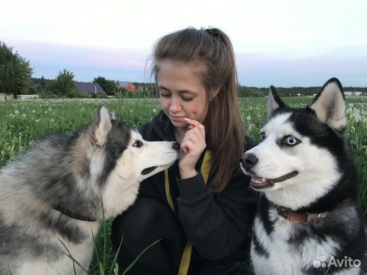 Выгул собак вечером, по выходным утром и вечером