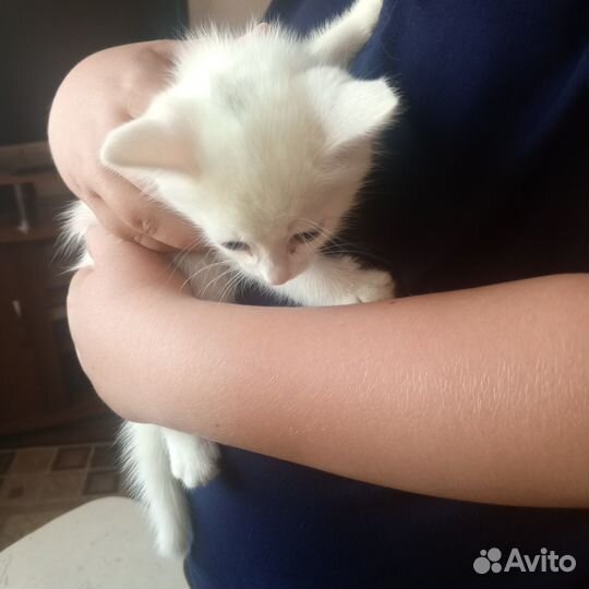 Отдам даром бесплатно