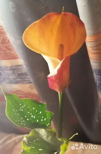 Калла шикарная