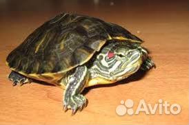 Черепаха с аквариумом