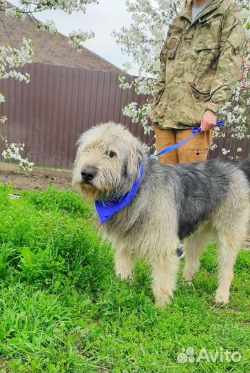 Отдам в добрые руки