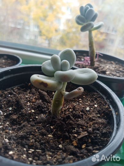 Пахифитум суккулент