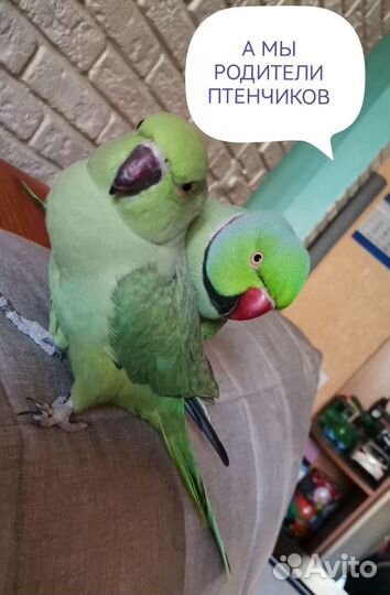 Птенцы ожерелового попугая