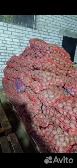 Растения для сада