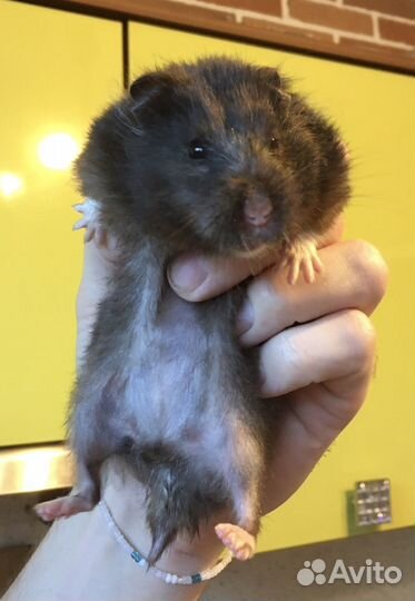 Сирийский хомяк бесплатно