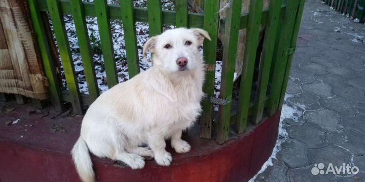 Собачка Боня