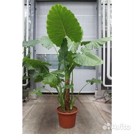 Алоказия Макрориза