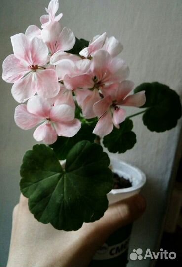Бегония розовя белая,герань пеларгония крап