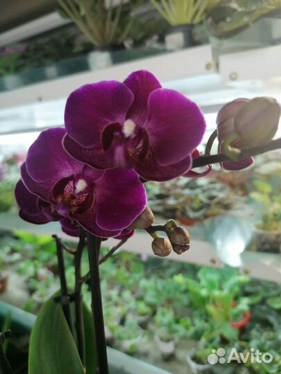 Орхидея Morelia