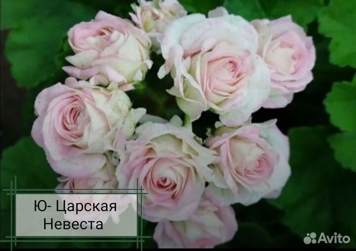 Пеларгония герань