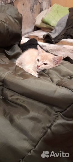 Рыжий котенок