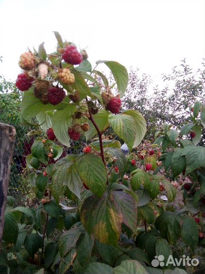 Рассада клубники