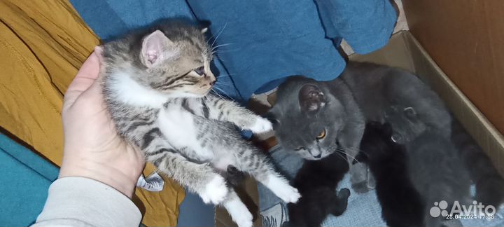 Британская кошка с котятами