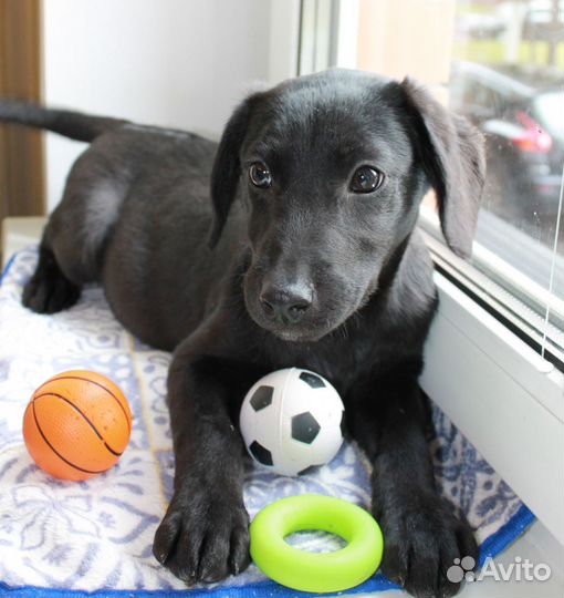 Дев. 3 мес. Метис Лабрадора с доставкой