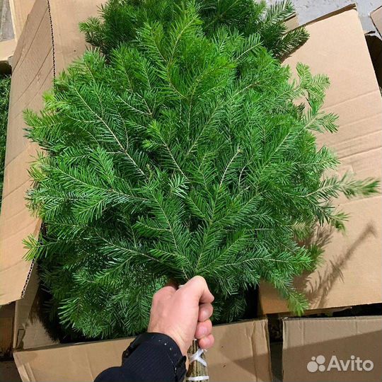 Веник кедровый, пихтовый, можжевельник