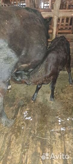 Телята от 2х до зх месяцев подсосные