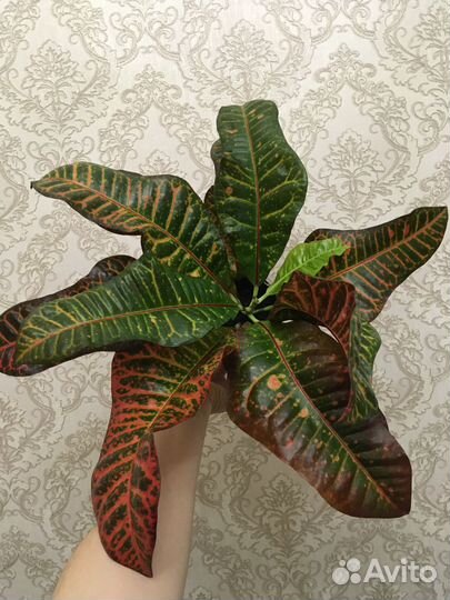 Цветы комнатные кротон