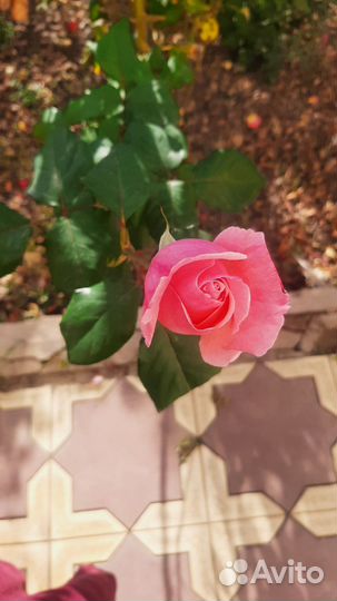 Саженцы роз