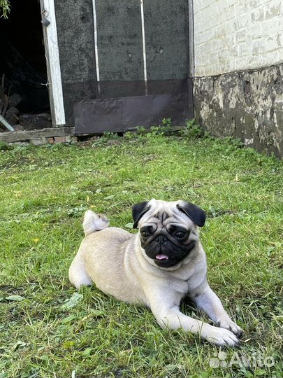 Мопс вязка мальчик