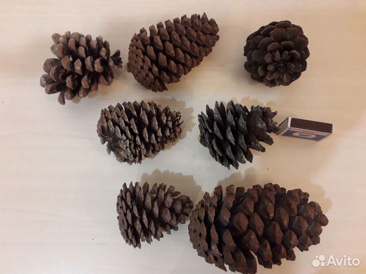 Шишки большие