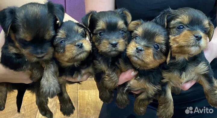 Йоркширский терьер мини