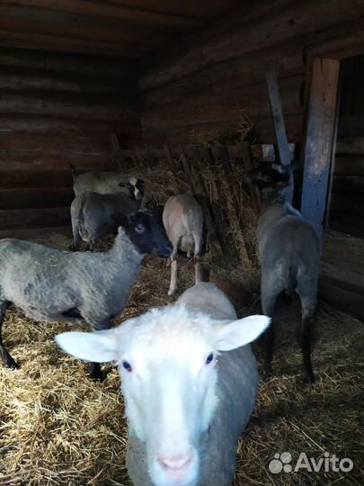 Барашки, ярки