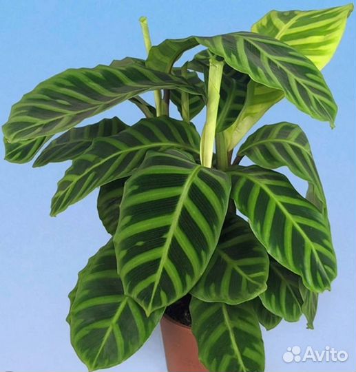 Калатея зебрина