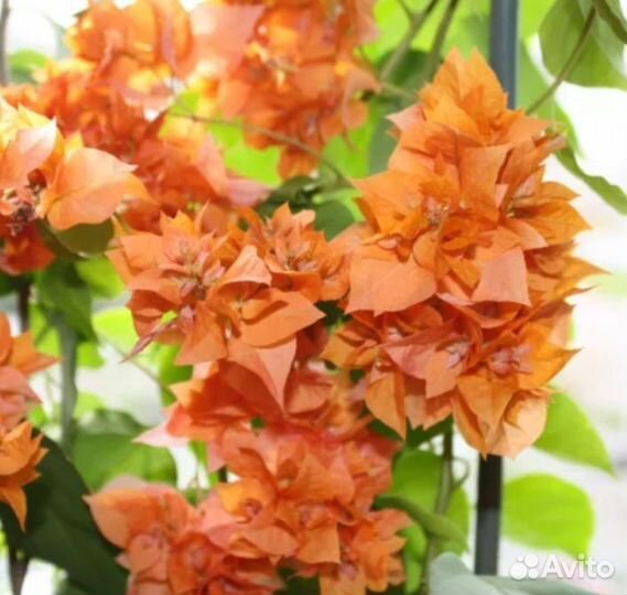 Цветы Комнатные растения