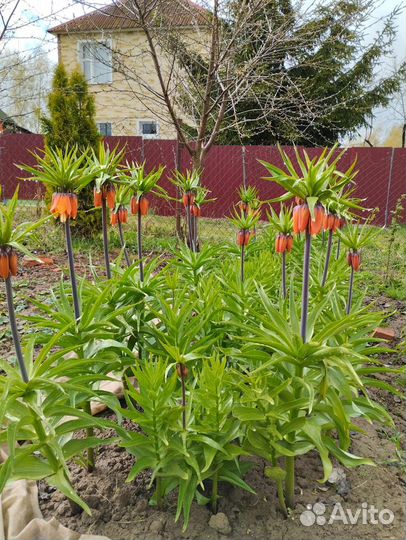 Рябчик императорский