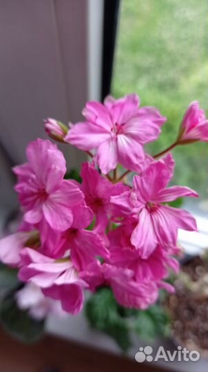 Пеларгония герань