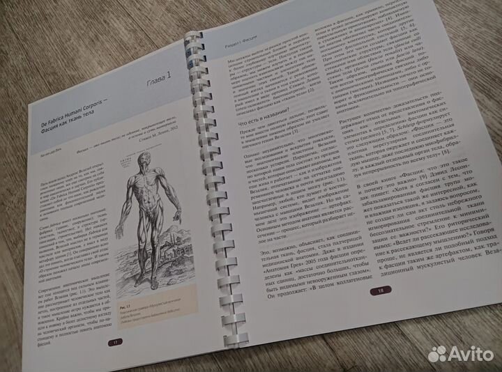 Фасция. Функциональные и медицинские аспекты