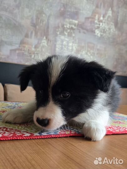 Щенки бордер колли