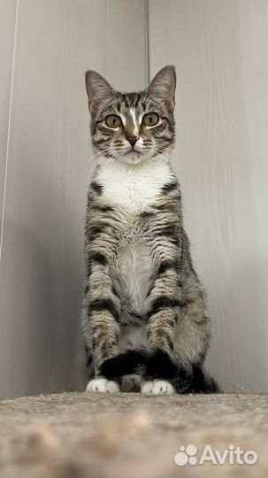 Отдам бесплатно кота