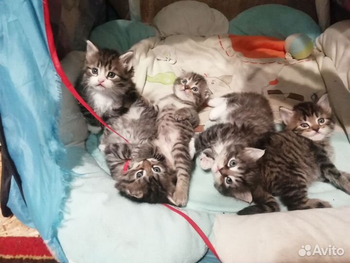 Котята в добрые руки мальчики