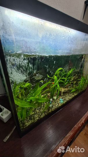 Аквариум 100 литров с рыбками