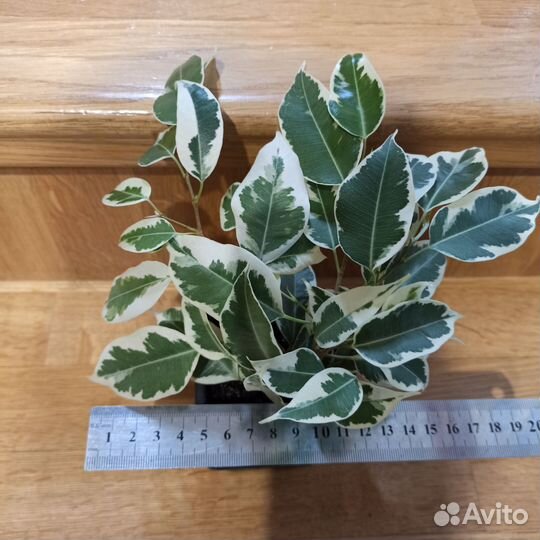 Фикус бенджамина пестролистный