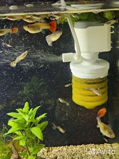 Гуппи мальки и взрослые