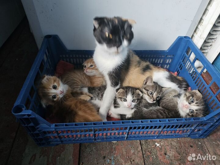 Отдам котят в добрые руки