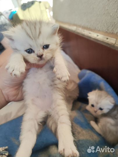 Продам шотландских котят