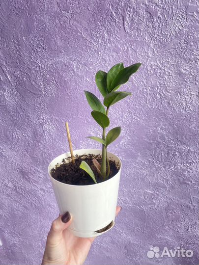 Спацифилум, замиокулькас, фикус