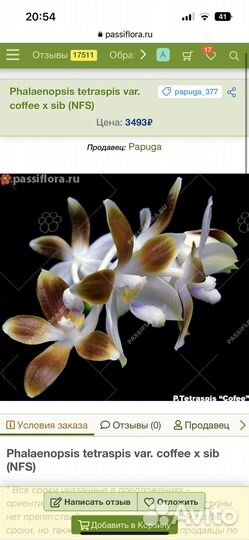 Орхидея феленопсис тетрапсис кофе