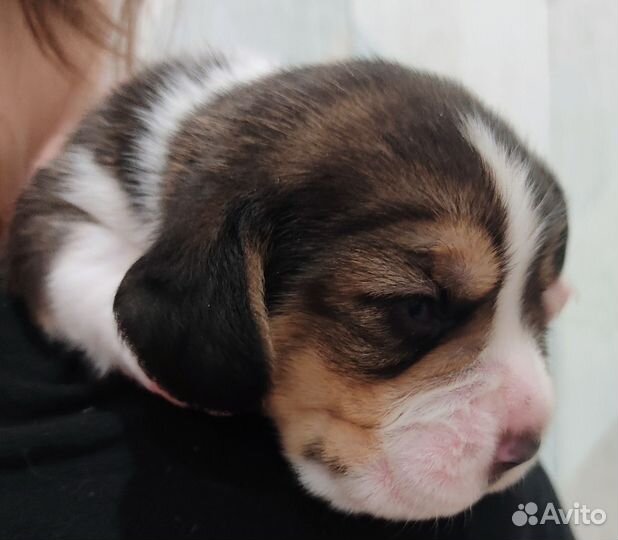 Щенки бигль