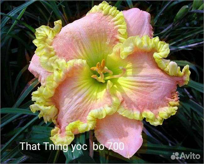 Лилейники сортовые