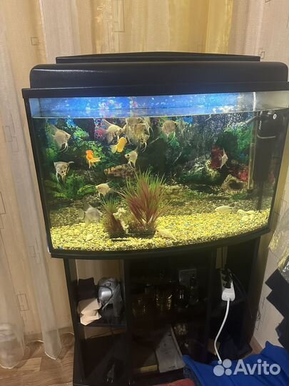 Аквариумные рыбки